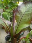Ensete Maurelii - Red Abyssinian Banana