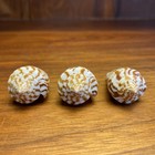 Alphabet Cone Shells Conus Spurius Lot Of Three 47mm 49mm 54mm Florida