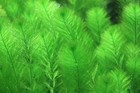Myrio Filigree Buy 2 Get 1 Free Planted Tank Aquarium Live Plant Aquascaping