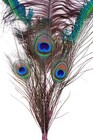 Peacock Ostrich Feather Pick Spray Stem 27  Natural Floral Craft Home Decor 166d