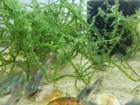 Group Of Green Emerald   Corydoras Aeneus   Free 2 Day Shiping