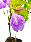 Snail Vine Live Plant In 2 Inch Pot   Vigna Caracalla   Fragrant   Ca Seller