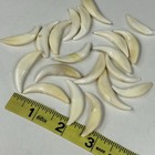 Lot Of 20 Assorted Coyote Fangs Teeth Goth Odd Craft Real Taxidermy Cleaned 3218