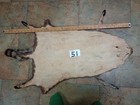 Tanned Raccoon Pelt With Feet Claws Winter Hide Skin Animal Fur Good Leather