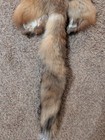 Just Tanned Red Fox Pelt nice Fur No 2 Pelt  Cabin Craft  Super Soft Hide