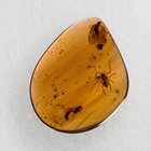 Huge Spider In Burmese   Burmite Amber Fossil   100  Genuine Amber 