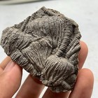 62 Grams Of Fossils Of Crinoid From The Guanling Biota In Guizhou