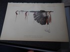Antique Litho American Indian Print   kawas The Brown Feathered Stem  female  