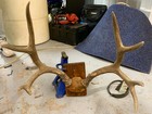 Deer Antlers Mount Nice 10  8point Whitetail Taxidermy Lodge Decor