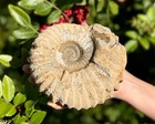 Large Natural Ammonite Fossils From Morocco  3 - 4  Raw Ammonite Specimens