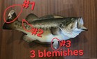 21    Largemouth Bass Taxidermy Fish Mounted On A Wood Plate For Wall Mounted read
