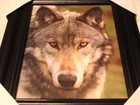 Wolf 11x13 Mdf Framed Picture   Black Color Frame  