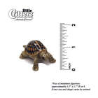 Little Critterz Box Turtle Figurine  dom  Reptile - Miniature Porcelain Figurine