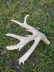 Whitetail Sheds Antlers Huge 102 5 8 Horns Taxidermy Deer