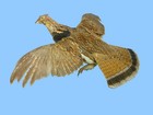 Taxidermy - Flushing Ruffed Grouse  Premium Wall Mount Or Standing On Table