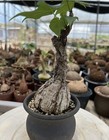 Tortoise Shell Firmiana Caudex Bonsai Plant