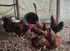 12 Rhode Island Red Chicken Hatching Eggs