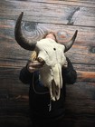 Xxl Bull Buffalo Bison Skull Male Horn Animal Mount Western Unique Cabin Decor