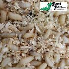 250 Count Live Waxworms  Wax Worms Fishing  Reptile Feeders   Free Shipping 
