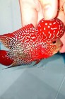 High-quality Male Super Red Dragon Flowerhorn With Vibrant Color And Strong Head