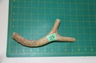 Medium Branched Deer Antler Dog Chew  23   Bone Chews Deer Elk Treats Deer 1102