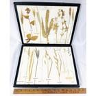 Vtg Herbarium Dried Grasses Of Commercial Importance Labeled In Display Boxes