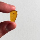 Unknown Bug Predatory In Burmese   Burmite Amber Fossil   100  Genuine Amber 
