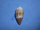 Conus Glans  hwass In Brugui  re  1792   purple     17 2mm 