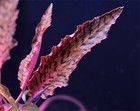 1 Nurii Cyrpt Plant  Live Aquarium Plants Beautiful    Free S h Rare  