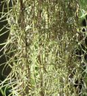 Fresh Live Spanish Moss From Florida - 1 Gallon Size - Air Plant