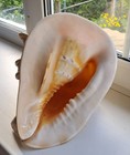 300 Mm Cassis Cornuta Seashell 11 8 