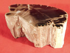 Larger  210 Million Year Old Polished Petrified Wood Fossil Arizona 1331gr
