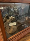 Chinchilla Taxidermy Mounted