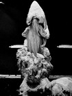 Walter Silver Gelatin Silver Print Under Snow 1974 Signed Dated