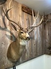 Giant Mule Deer Buck 33    Outside Spread Shoulder Mount Taxidermy