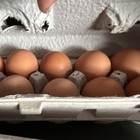 Golden Comet Hybrid Chicken Hatching Eggs 