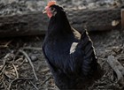 6pack Rare Bbs Australorp Chicken Hatching Eggs