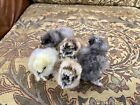12 Purebred Bearded Silkie Hatching Eggs