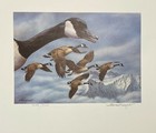 1986 Montana - State Duck Stamp Print   joe Thornbrugh   With Stamp 