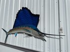 84  Sailfish Half Fish Mount Replica  - In Stock   Ready To Ship