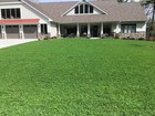 Micro Clover Seed  Organic Coated  Non-gmo  Grows Low  Simple Lawn  Pet Friendly