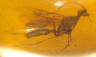 Large Nice Looking Wasp In Burmese Amber Fossil Gem From Dinosaur Age