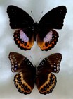 Hypolimnas Pandarus Purple Orange Butterfly Unmounted Wings Closed Lot Of 5