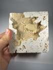 Small Travertine Crab Fossil Turkey  Fossil Travertine Crab Potamon Crustacean