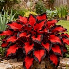 Mixed 300  Hosta Seeds For Planting  Hostas Seeds Rare Perennial Under Trees   N
