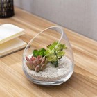 5-inch Clear Glass Air Plant Terrarium  Succulent Cactus Plant Vases  Set Of 2
