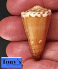 Conus Litoglyphus F  Hawaiiensis  1  37 4mm Big  Gorgeous Beauty From Hawaii