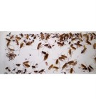 10pcs Cockroach Spider Bedbug All Insect Killer Sticky Glue Roach Killing Traps