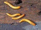 Live Mealworms 1000 Ct     Feeder Insects   Live Arrival Guarante