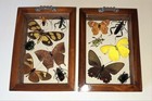 2 Framed Real Butterfly   Insect Mounted Double Glass Size 4 5 x6 5 